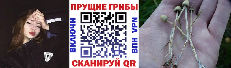 что такое наркотик  Липки  Галлюциногенные грибы мицелий 